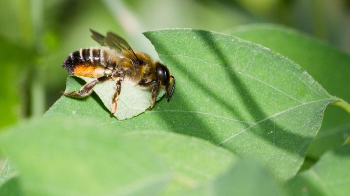 Abeille coupeuse