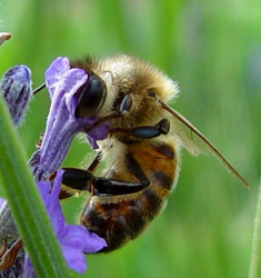 abeille-tgv-1.png