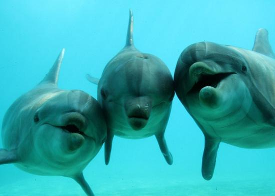 dauphins-1.jpg