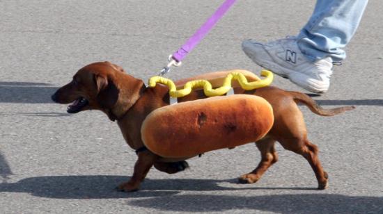 hot-dog-1.jpg