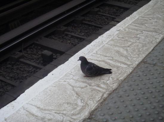 pigeon-metro.jpg