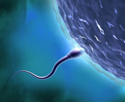 sperma-tgv.png