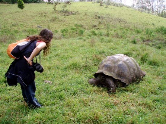 tortue-tgv.png