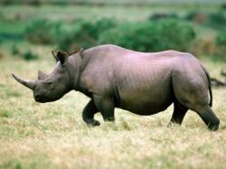 animal-rhinoceros.jpg