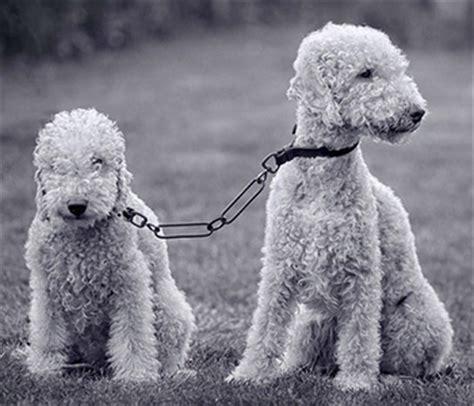 Bedlington terriers