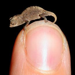 Mini cameleon madagascar