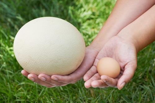 Oeuf d autruche