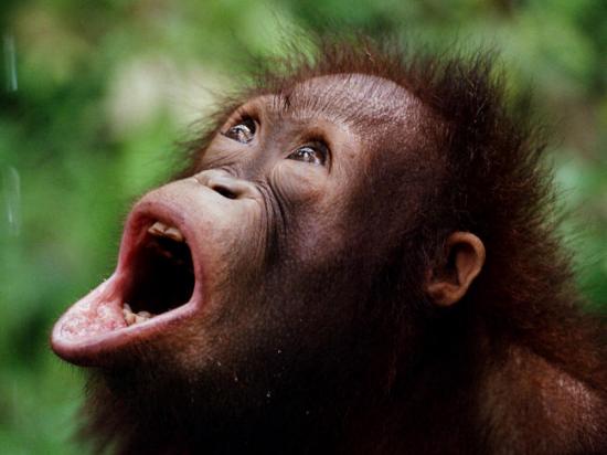 orang-outan.jpg
