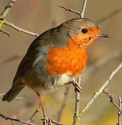 rouge-gorge-tgv.jpg